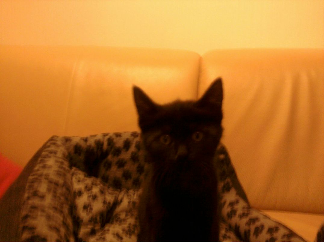 Михаил Молодший | Запорожье