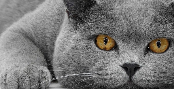 Никита Куклев | Тольятти