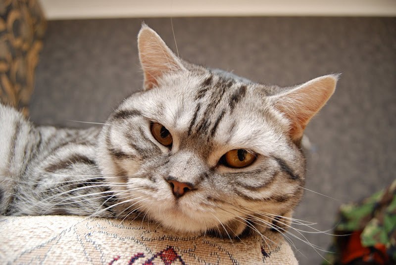 Павел Васильев | Запорожье