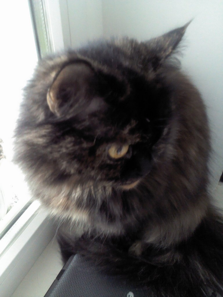 Алексей Подопригора | Донецк