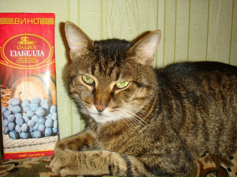 Анна Вишникина Александровна | Одесса