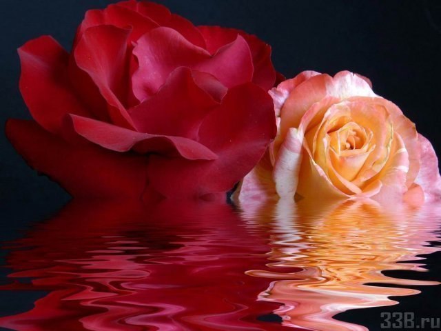 Маргарита Модельская | Луга