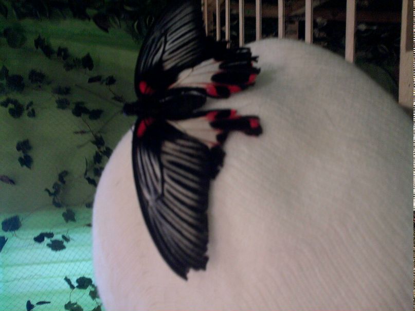 Катя Клименко | 