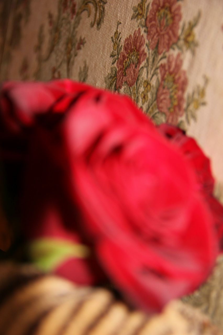 Ксения Гуцало | 