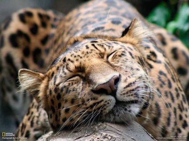 №20, Александр Пума №20, Александр Пума