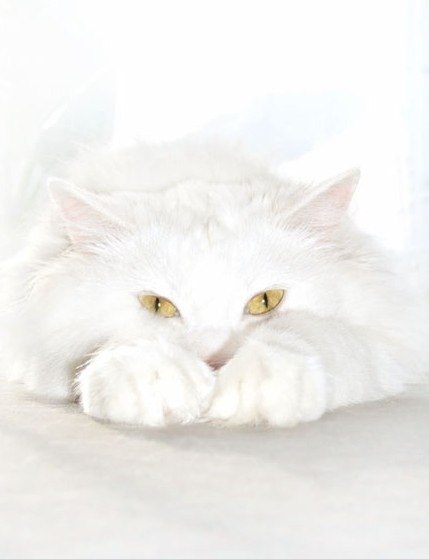 Александра Камакина | Севастополь