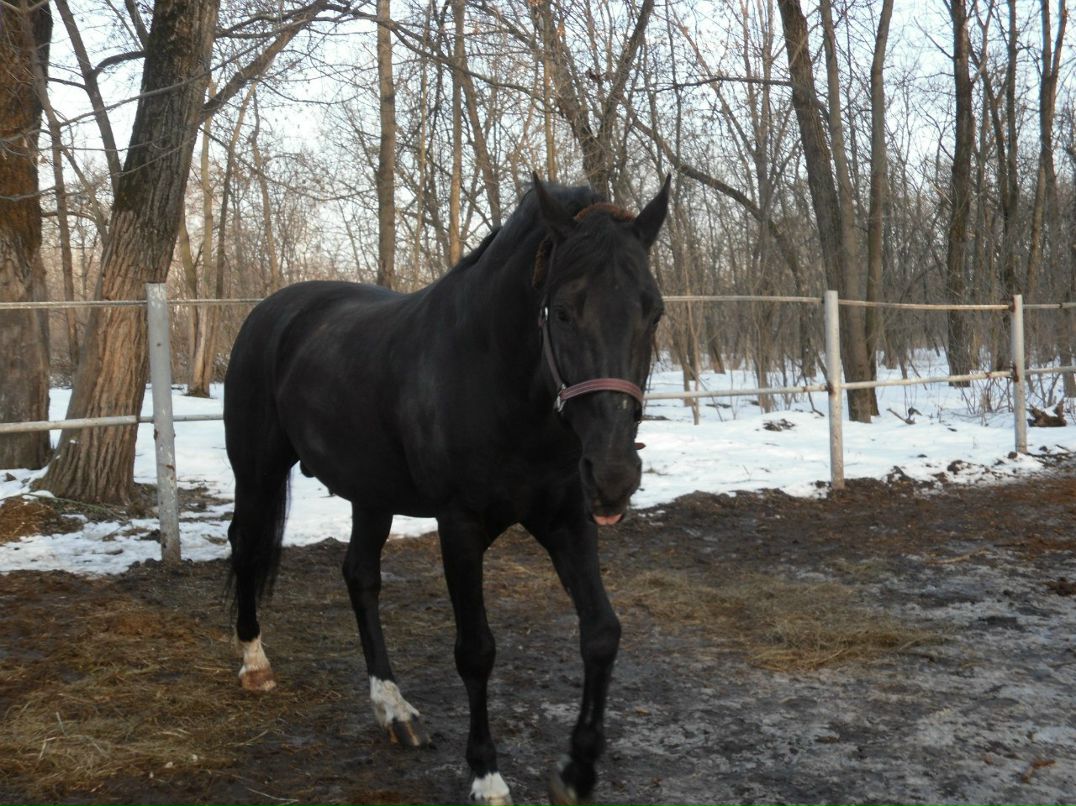 Елизавета Пасичник | Киев