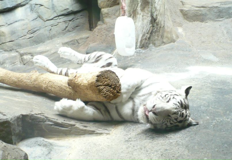 Дарья Смирнова | Петрозаводск