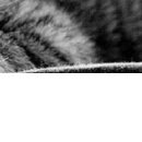 №13, Лилия Кьюбина №13, Лилия Кьюбина