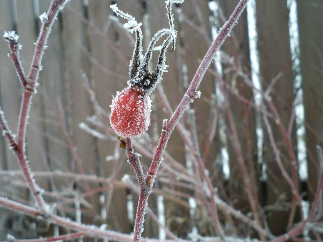 Надя Сизых | Дмитров