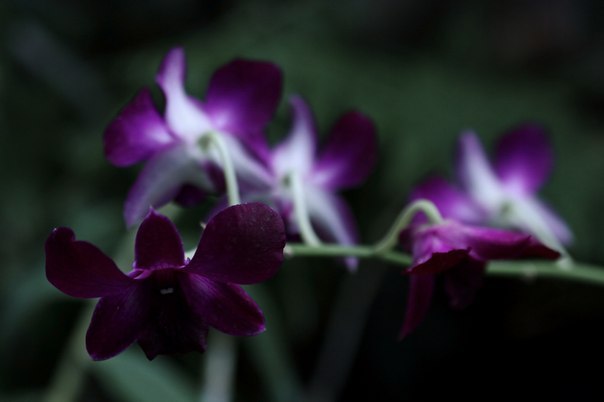 Виктория Пушкарь | Киев