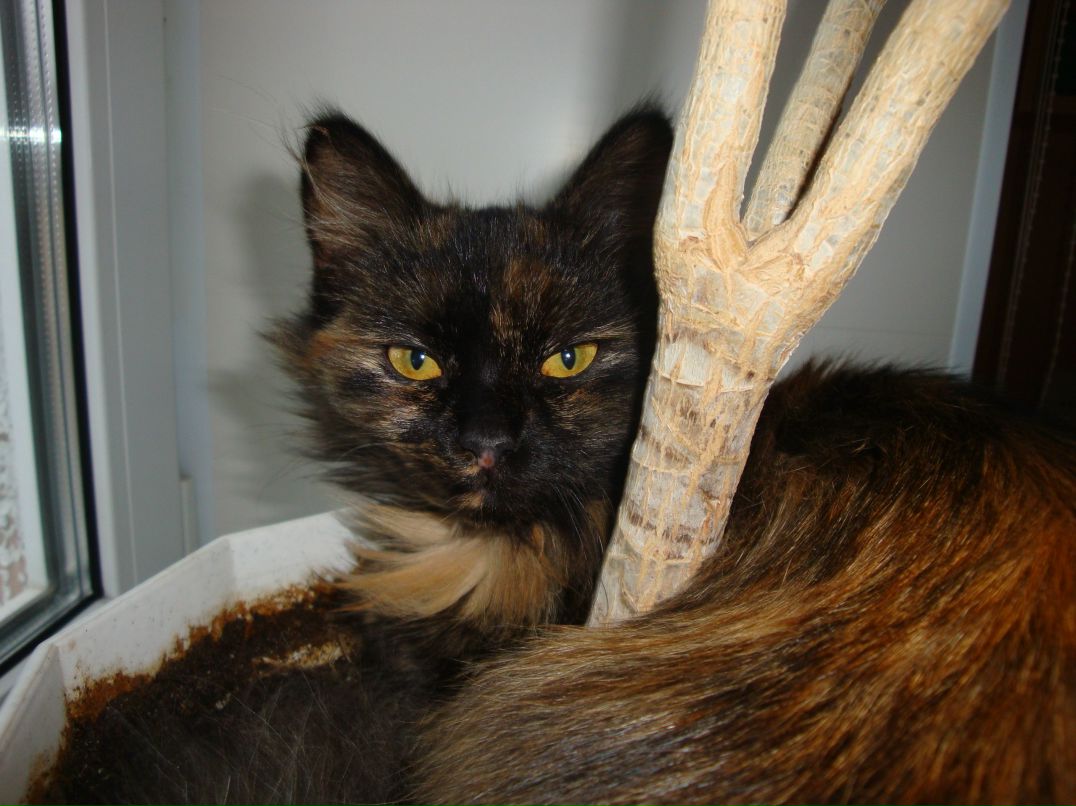 Ольга Цветкова | Кострома