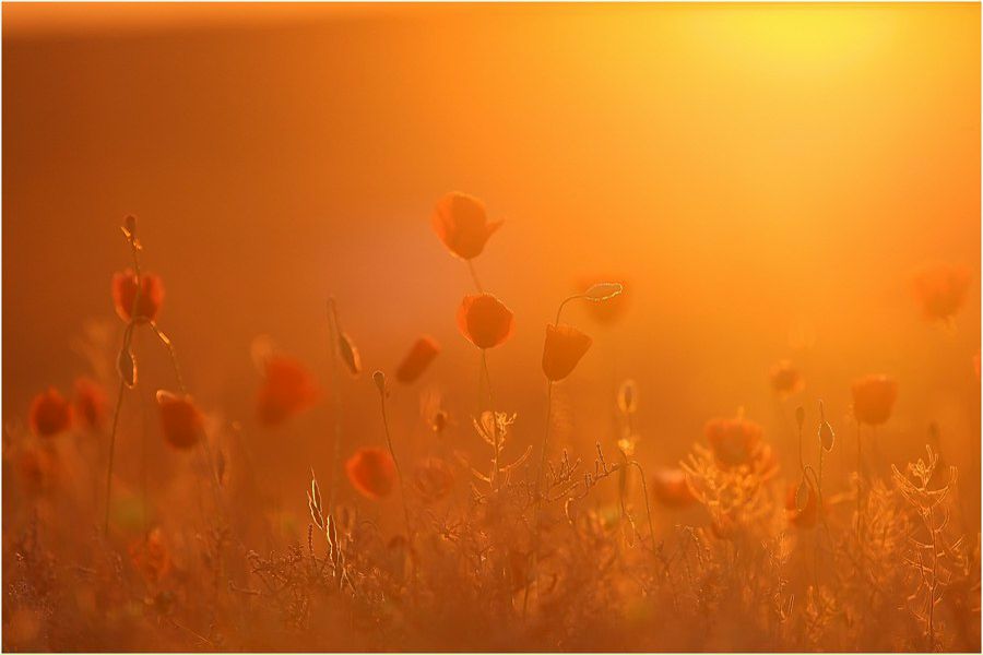 Ксения Абрамова | 