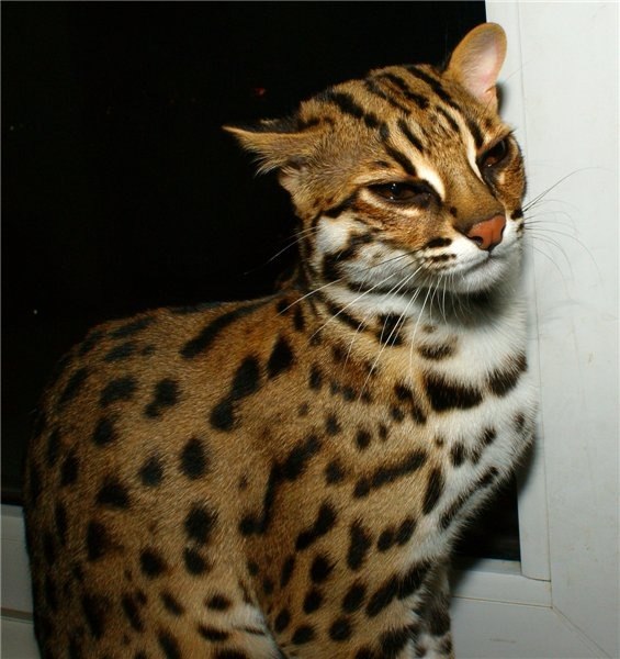 Анна Гизатулина | 