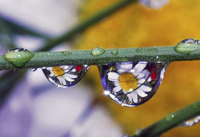 Марина Гинц | Гомель