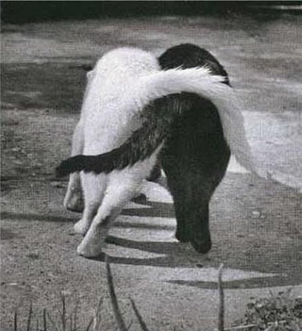 Igor Gurboev | Хайфа