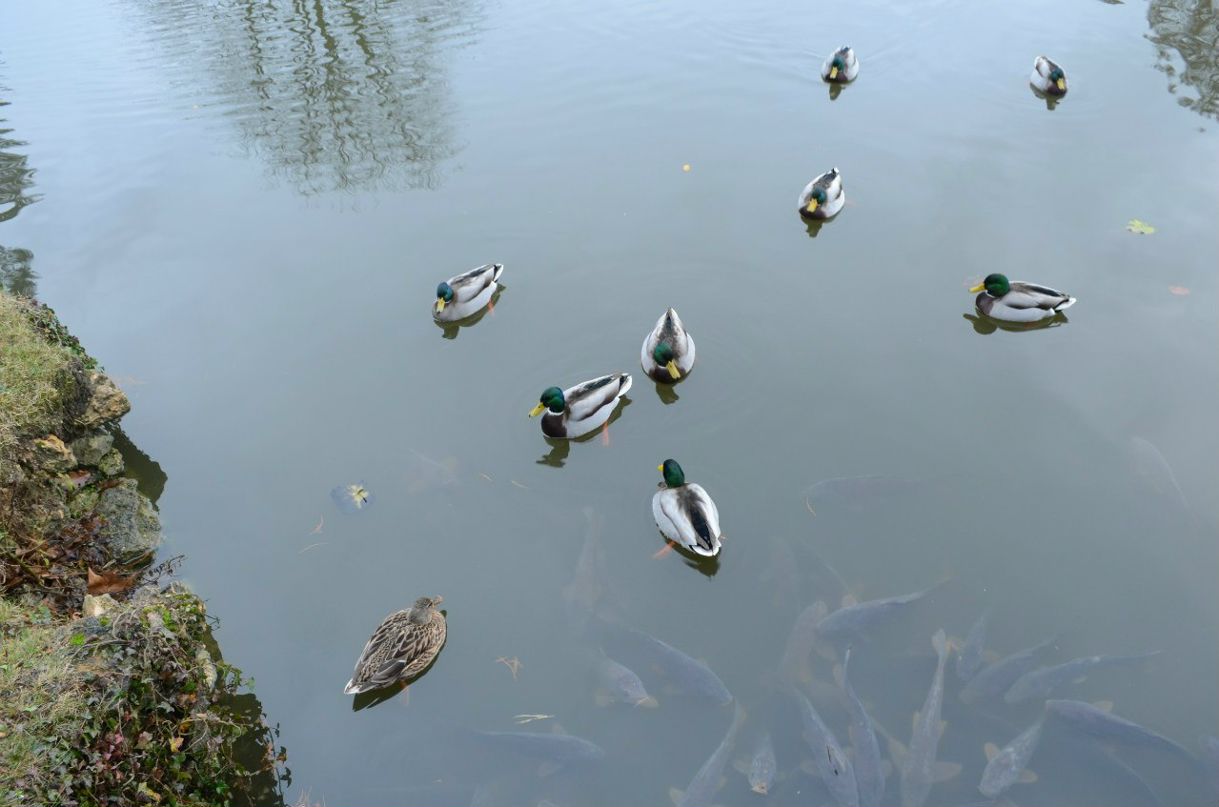 Ниночка Ситникова | Brisbane