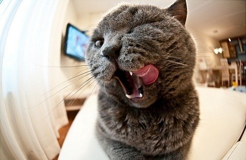 Елена Кащенко ♡ | Санкт-Петербург