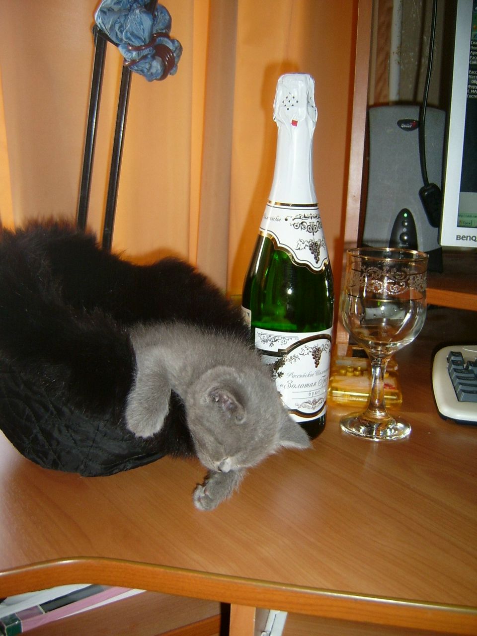 Евгений Шибанов | Санкт-Петербург