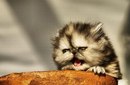 Фотография Алексей Коршун