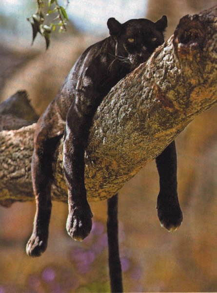 Александра Баканова | 