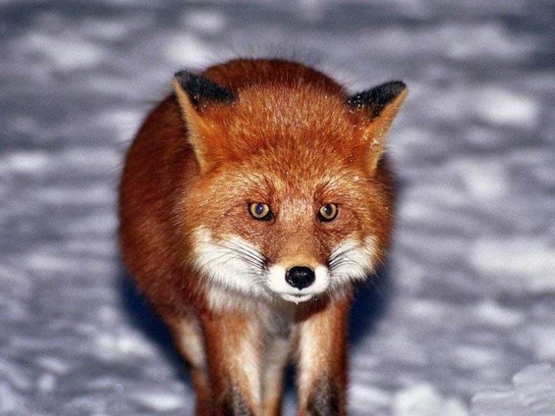 Михаил Гуржиев | Сосновый Бор