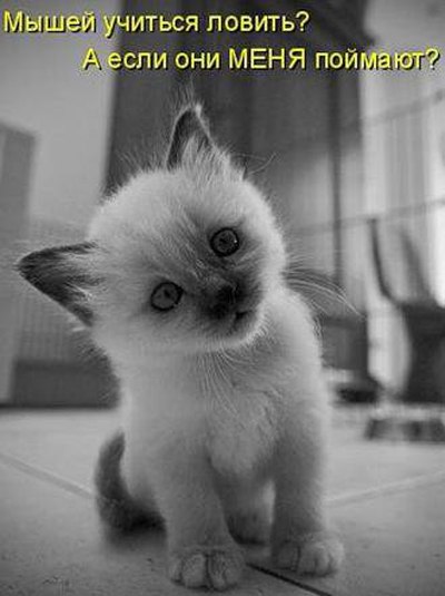 Sergej Fox | Житомир