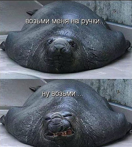 Алиса Волконская | Кривой Рог