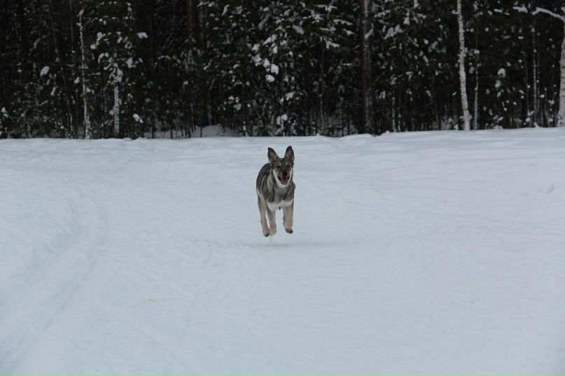 Елизавета Чаушева | Сургут