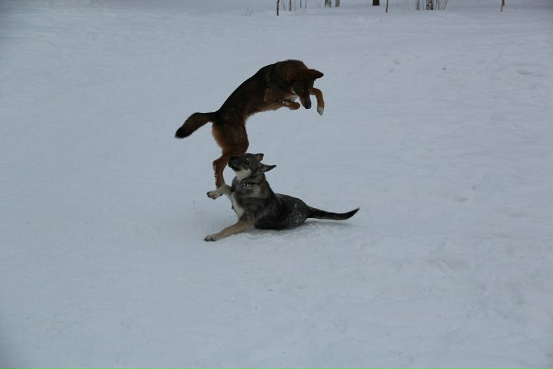 Елизавета Чаушева | Сургут