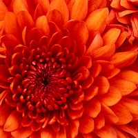 Валентина Лобанова