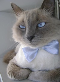 Елена Иванова