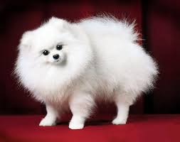 Снежана Щпицева, Россия, Москва