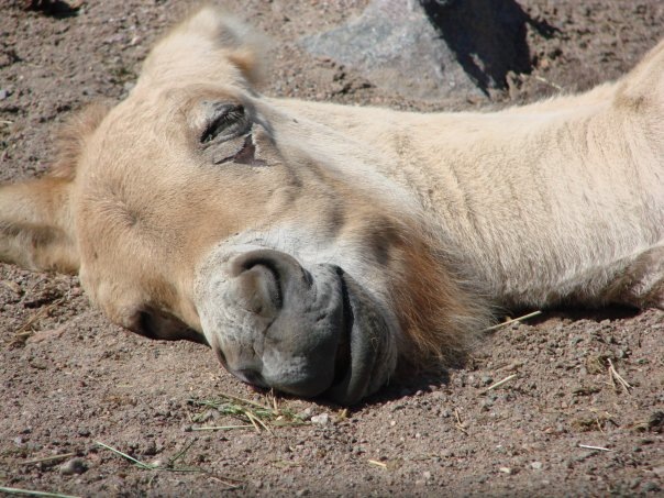 №108, Алина Кротько-Салекова, Чехов №108, Алина Кротько-Салекова, Чехов