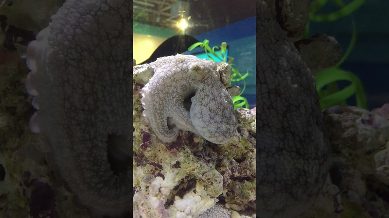 Octopus sleeping, but is she