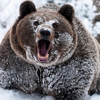 Антон Купреев