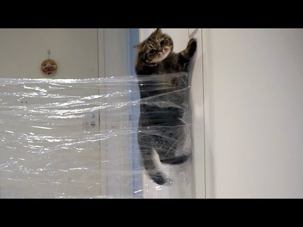 Как высоко может прыгнуть кот ; How high can cat