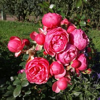 Верочка Семёнова