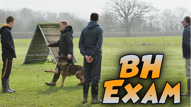 German Shepherd Wolfherzens Adalberht schutzhund IPO BH Exam Routine
