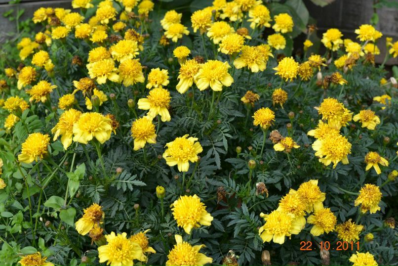 Елена Башкова | Ижевск