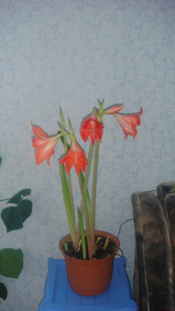 Марина Смирнова | Санкт-Петербург
