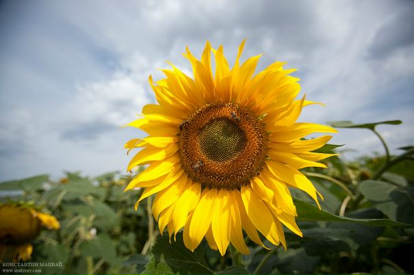 №74, Константин Мацвай, Москва №74, Константин Мацвай, Москва