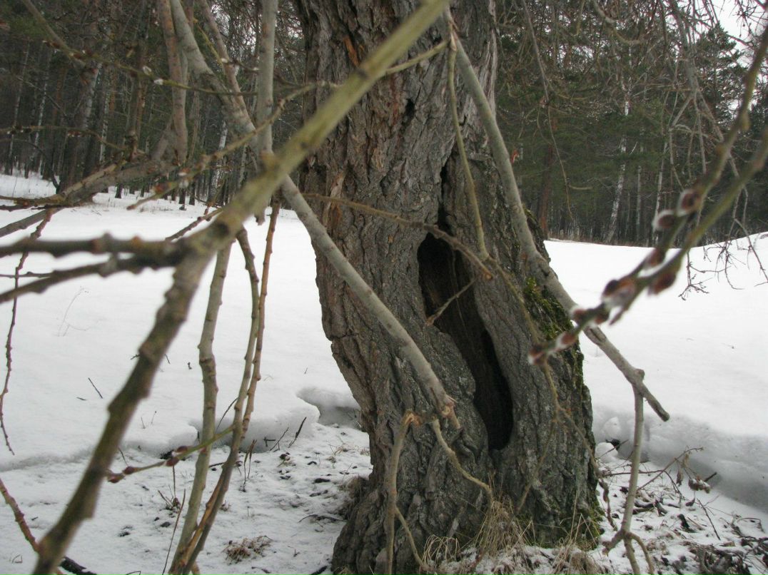 Анатолий Замятин | Красноярск