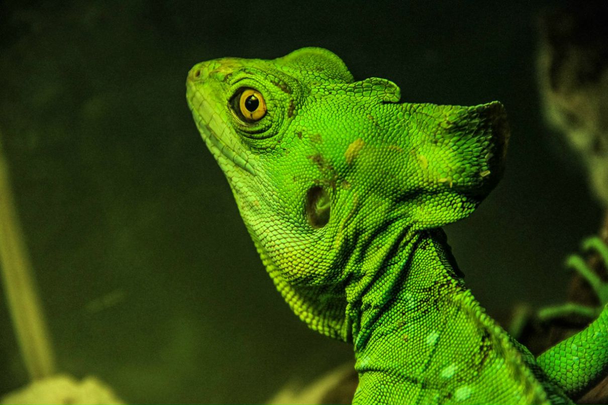 Надежда Клюшникова | Киев