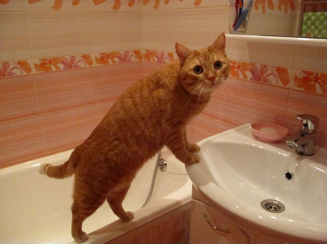 Анна Артемьева | 