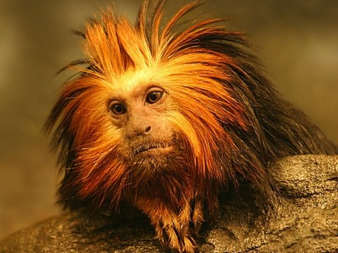 Вероника Шелюк | Пинск