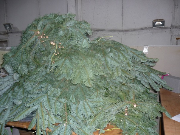 №70, Миша Лоиков, 34 года, Душанбе, Таджикистан №70, Миша Лоиков, 34 года, Душанбе, Таджикистан