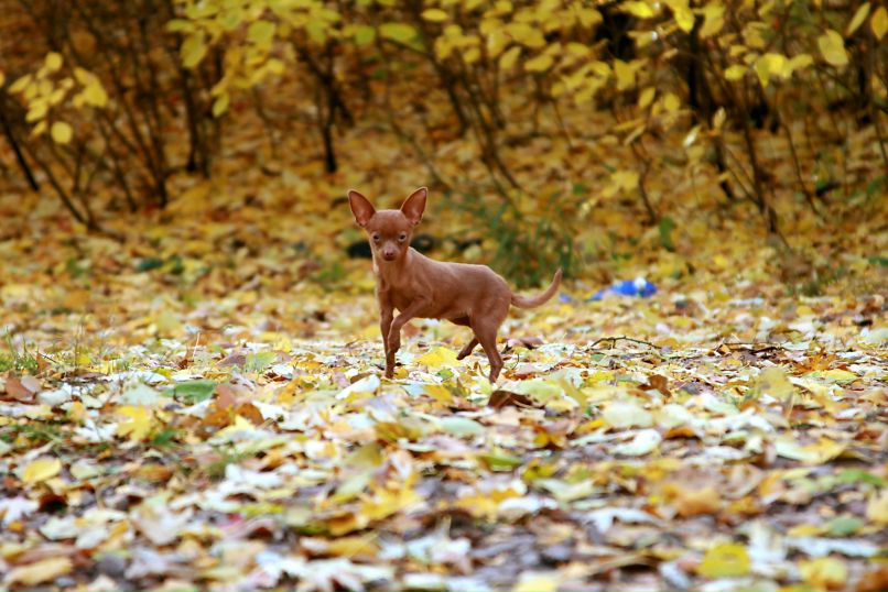 Лена Луценко | Сумы