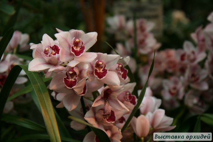 Тина Тина | Москва