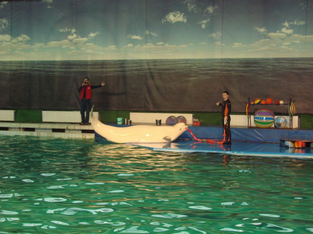 Александр Петренко | Санкт-Петербург